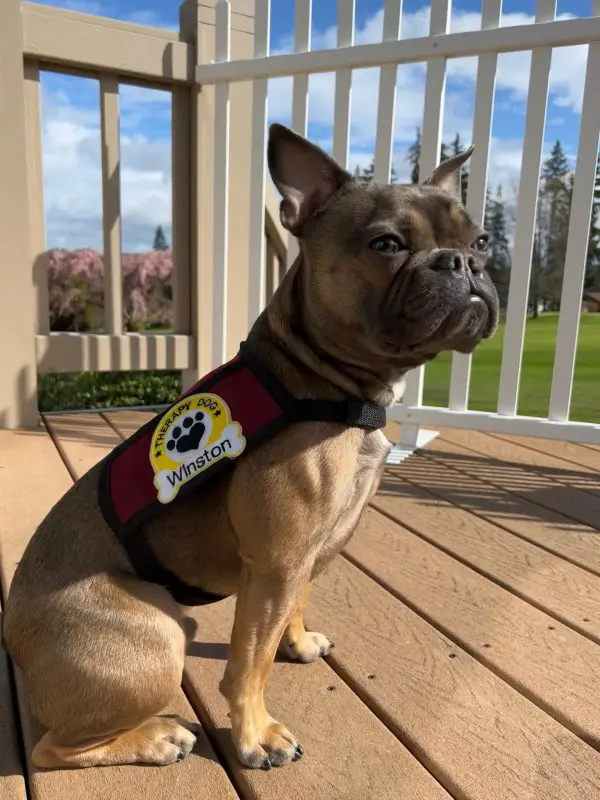 A dog wearing a harness sitting on the deck.